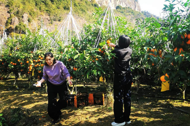 乡村振兴我助力 果农销路乐开花