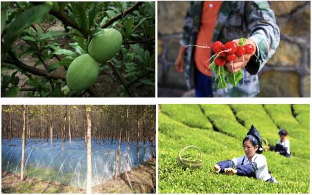 湖南中烟：脚踏沃野 筑梦乡村